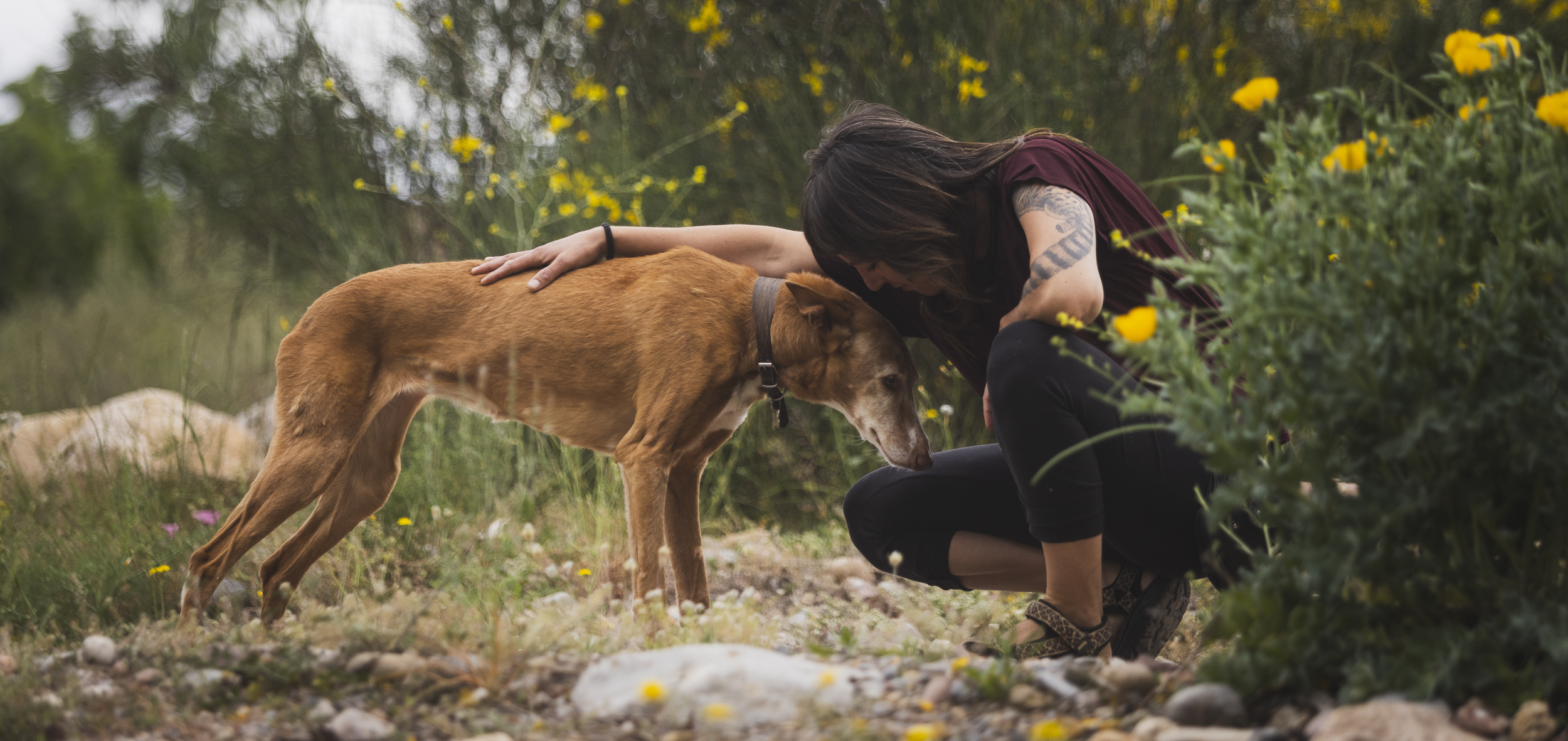 violeta veterinaria veterinario a domicilio animales perro gato gallina alto palencia valencia castellón