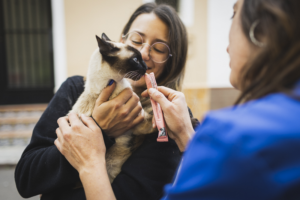 _P2A1493 violeta veterinaria veterinario a domicilio animales perro gato gallina alto palencia valencia castellón