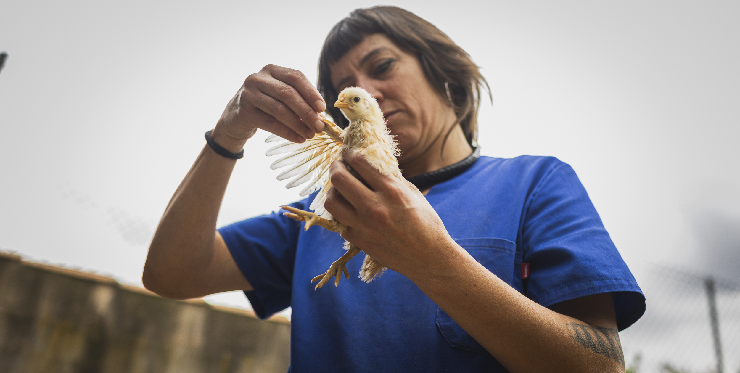 violeta veterinaria veterinario a domicilio animales perro gato gallina alto palencia valencia castellón